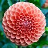 Blooming Orange Dahlia paint by numbers