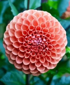 Blooming Orange Dahlia paint by numbers