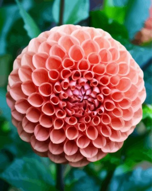 Blooming Orange Dahlia paint by numbers