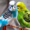 Blue and Green Parakeets paint by numbers