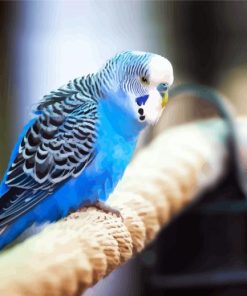 Blue Parakeets Bird paint by numbers