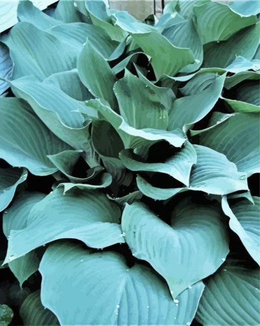 Blue Angel Hosta Plant paint by numbers