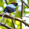 Chiroxiphia Manakin Bird paint by numbers