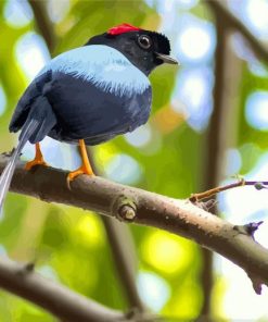 Chiroxiphia Manakin Bird paint by numbers