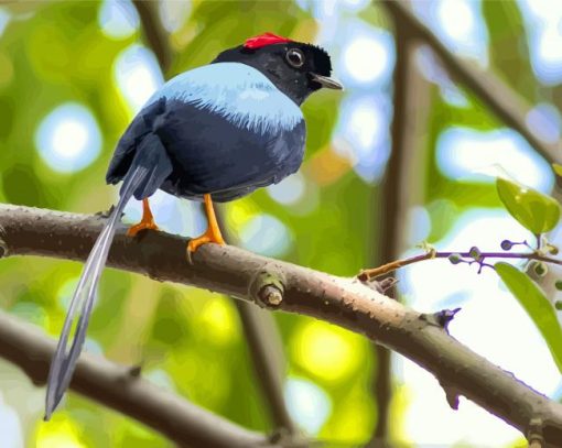 Chiroxiphia Manakin Bird paint by numbers