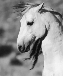 Close Up Black And White Brumby paint by numbers