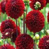 Dark Red Dahlias paint by numbers