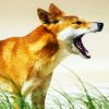 Dingo Australian Dog paint by numbers