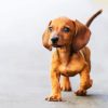 Doxie Daschsund Puppy Animal paint by numbers