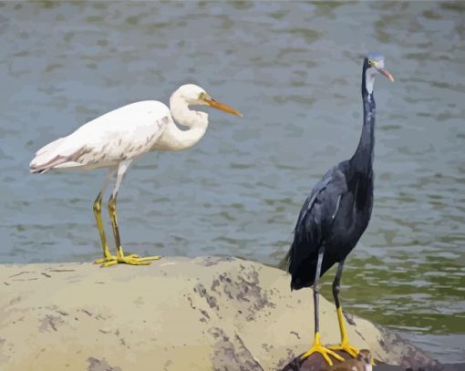 Egrets paint by numbers