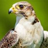 Falcon Bird paint by numbers