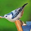 Female White Breasted Nuthatch Bird paint by numbers