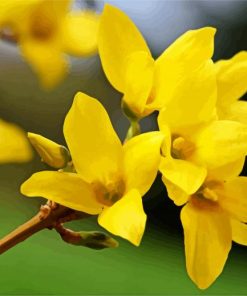 Forsythia Flowering Plant paint by numbers