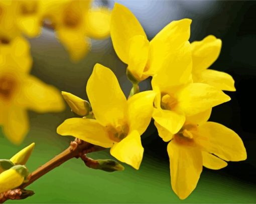 Forsythia Flowering Plant paint by numbers