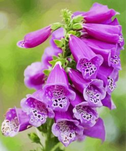 Foxglove Plant paint by numbers