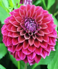 Fuchsia Flower Dahlia paint by numbers