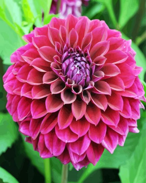 Fuchsia Flower Dahlia paint by numbers