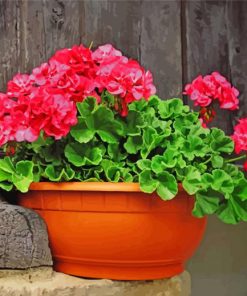 Geraniums paint by numbers