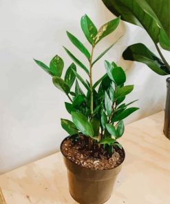 Green Zamioculcas Plant Pot paint by numbers