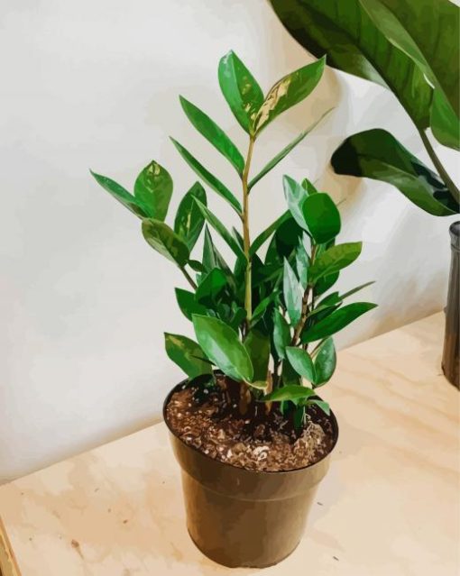 Green Zamioculcas Plant Pot paint by numbers