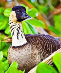 Hawaiian Goose paint by numbers