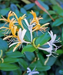 Honeysuckle Flowers paint by numbers