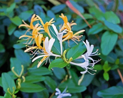 Honeysuckle Flowers paint by numbers