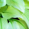 Hosta Leaves paint by numbers