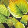 Hosta Plant Art paint by numbers