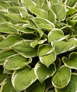 Hosta Plant paint by numbers