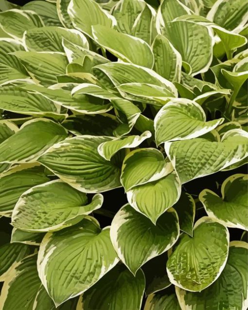 Hosta Plant paint by numbers