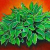 Hosta Plants Art paint by numbers