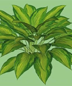 Hostas Art paint by numbers