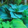 Hostas Plant paint by numbers