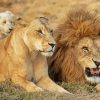 Lion Family paint by numbers