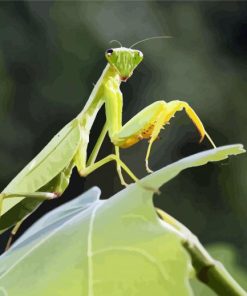 Mantis on Leaf paint by numbers