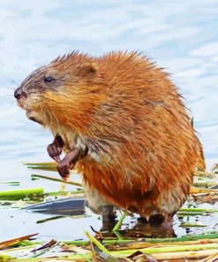 Muskrat Animal paint by numbers