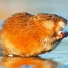 Muskrat paint by numbers