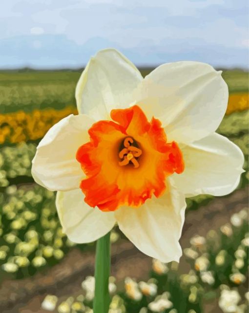 Narcissus Flower paint by numbers