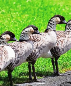 Nene Geese Birds paint by numbers