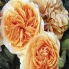 Orange Floribunda Flowers paint by numbers