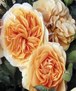 Orange Floribunda Flowers paint by numbers