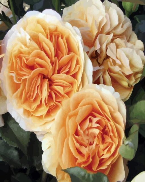 Orange Floribunda Flowers paint by numbers