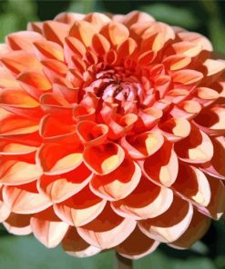 Orange Dahlia paint by numbers