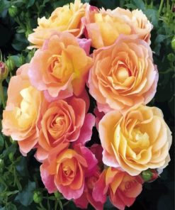 Orange Floribundas paint by numbers