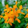 Orange Honeysuckle Flower paint by numbers