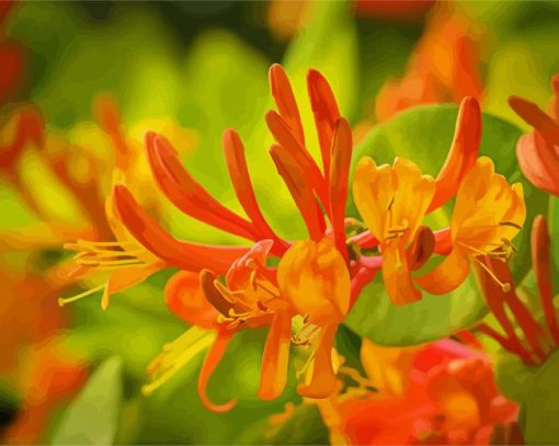 Orange Honeysuckle paint by numbers