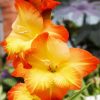 Orange and Yellow Gladiola paint by numbers