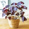 Oxalis Wood Sorrels Plant Pot paint by numbers