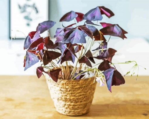 Oxalis Wood Sorrels Plant Pot paint by numbers